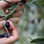 azienda agricola Lupo Giuseppe, Olio ExtraVergine di Oliva Biologico, Olio Biologico