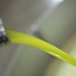 Olio Lupo, Vendita Olio Evo OnLine, Olio ExtraVergine d'oliva